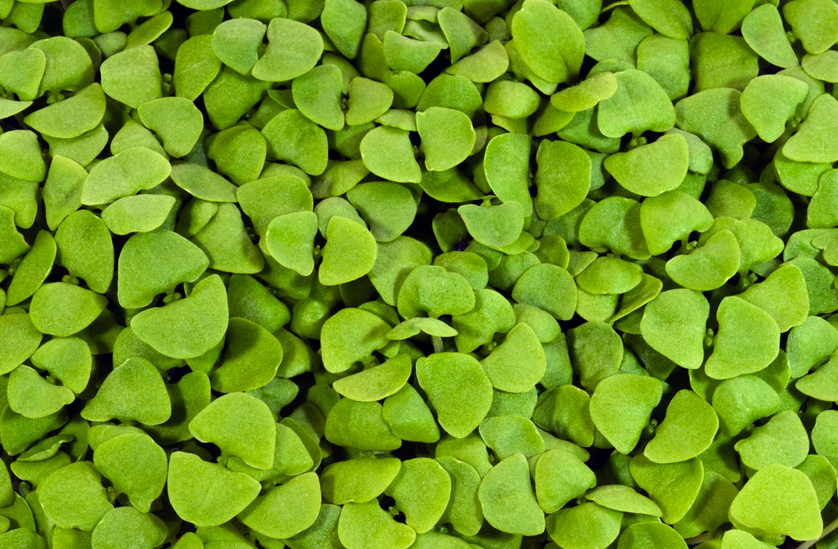 Sweet Genovese Basil