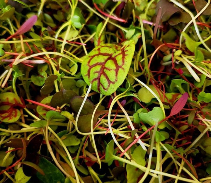 Upcoming Market Dates