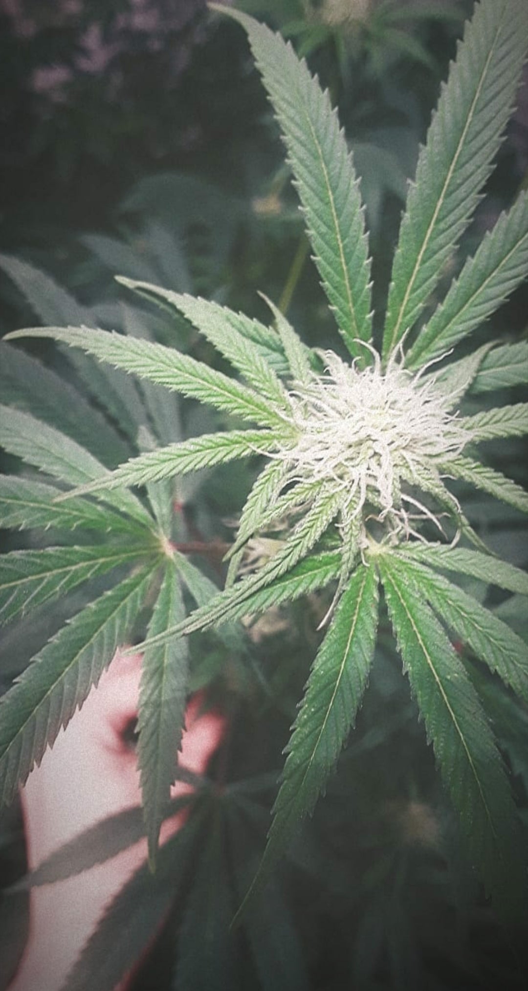 CBD and the Endocannabinoid System