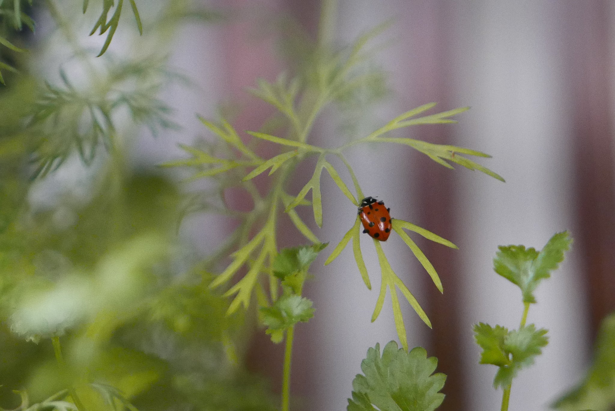 Our Story in the Colorado Gazette