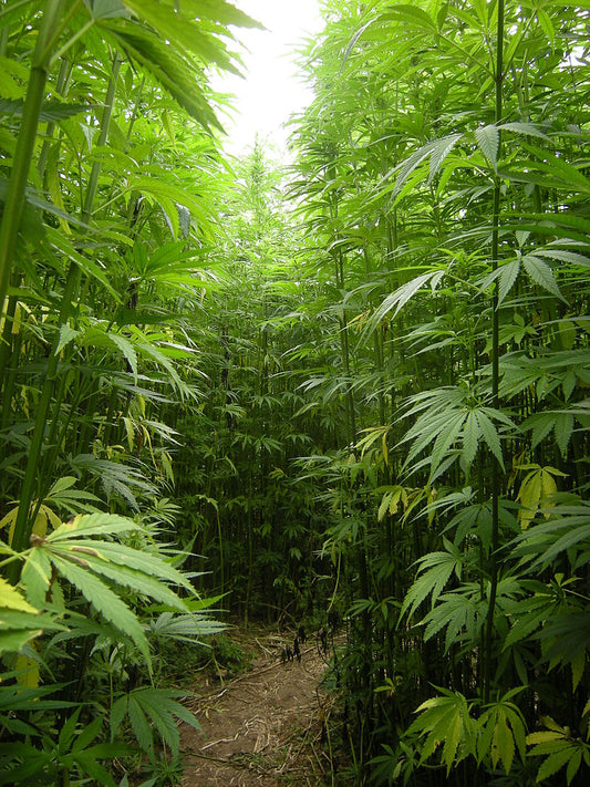 Hemp Hemp Hooray!
