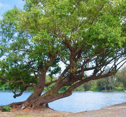 The Ultra Healing Benefits of Tamanu