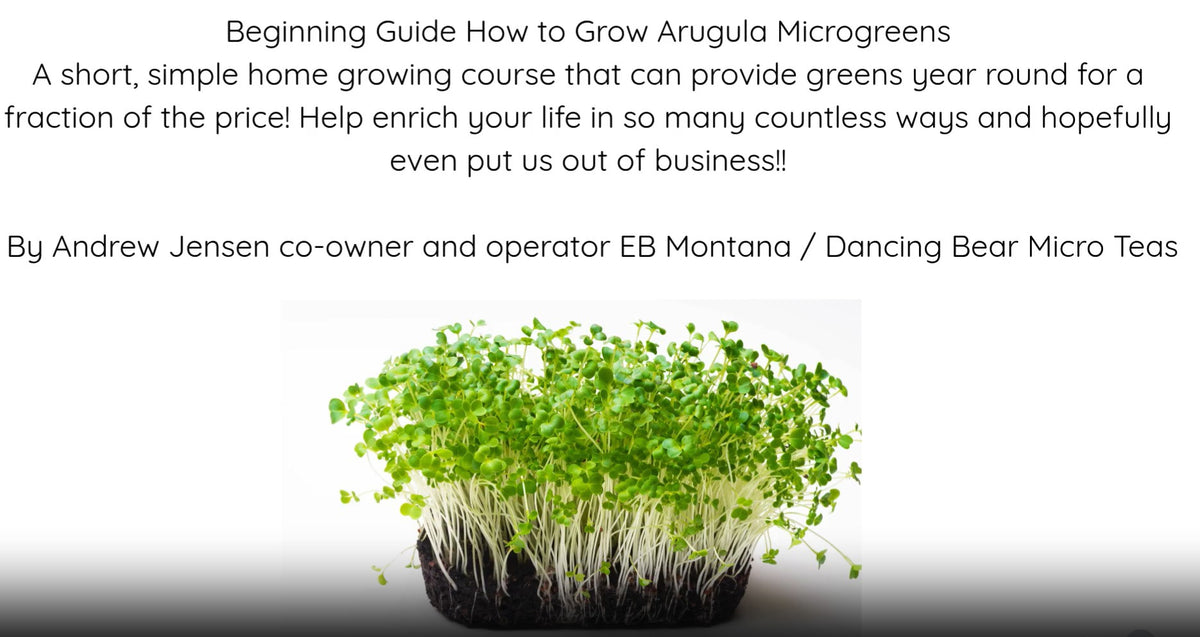 Beginning Guide to Growing Arugula Microgreens