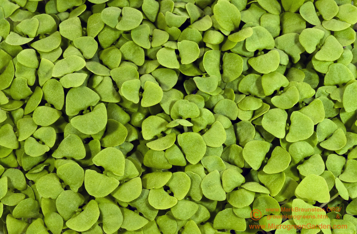 Sweet Genovese Basil