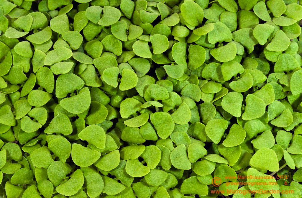 Sweet Genovese Basil