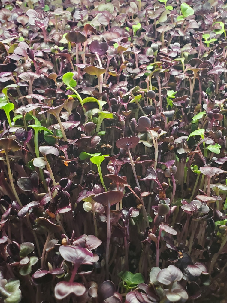 Purple Radish