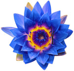 Blue Sapphire Lotus Body Oil
