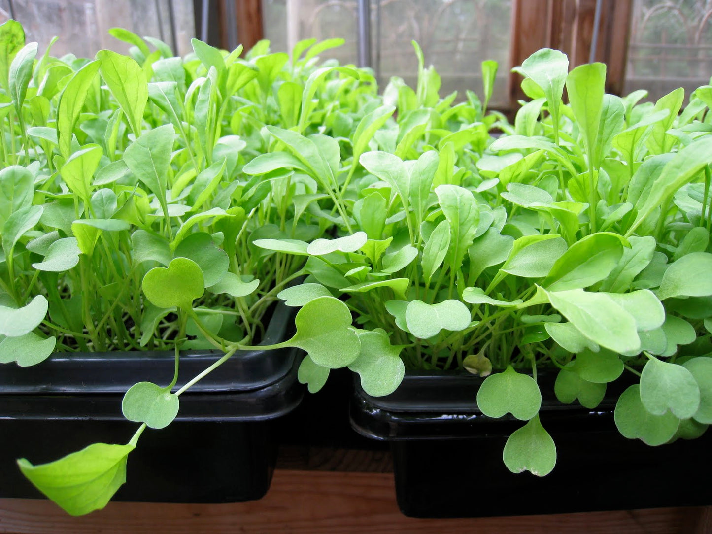 Arugula