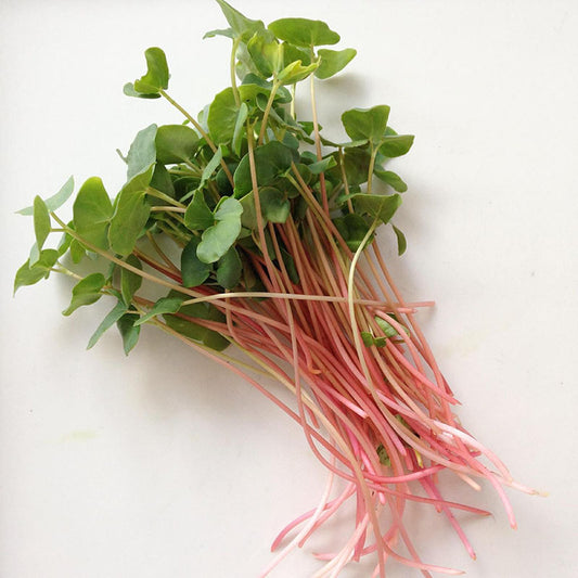 Buckwheat