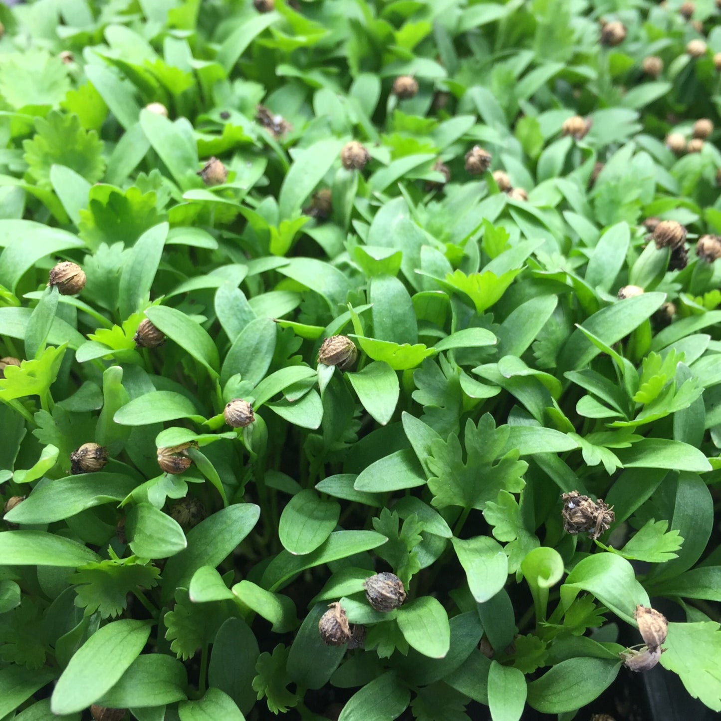 Cilantro