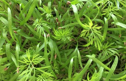Dill