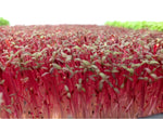 Garnet Amaranth