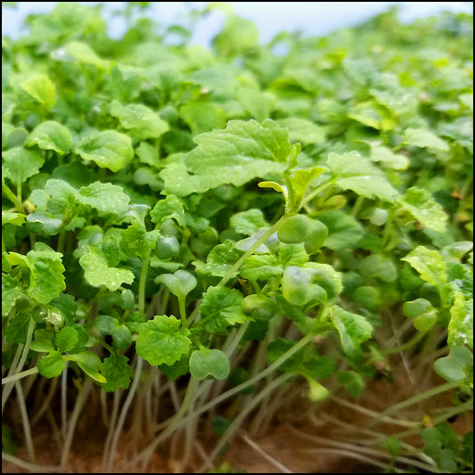 Mustard Wasabi