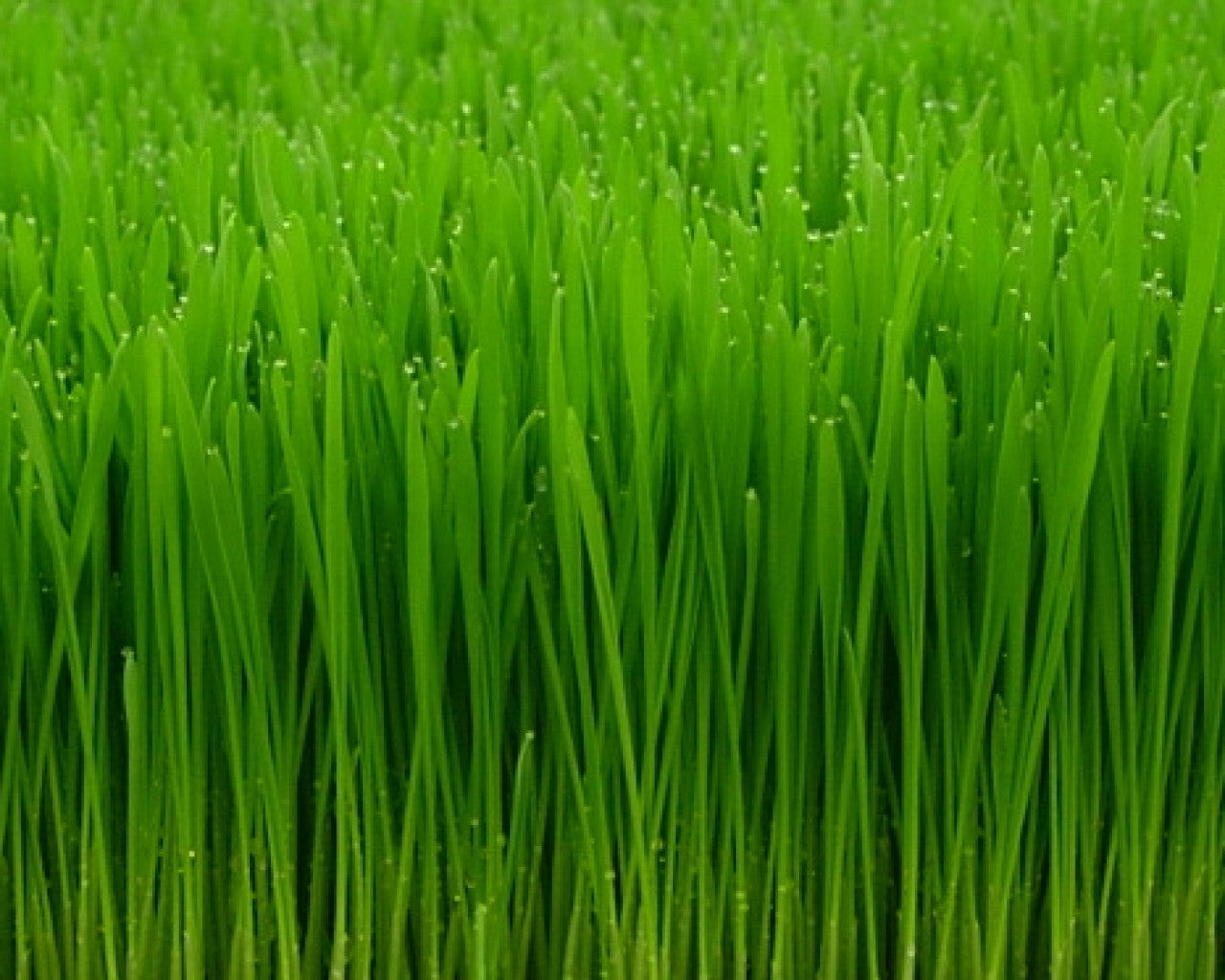 Heirloom Hard Red "Sweet" Wheat Grass